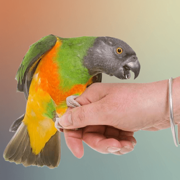 How Do You Rehabilitate a Biting Senegal Parrot?