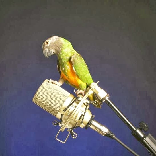 How Parrots Can Be Recognized by Their Voices?