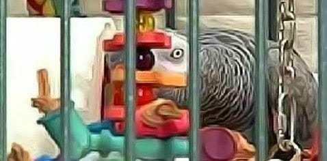 African Grey parrot in cage with lots of toys