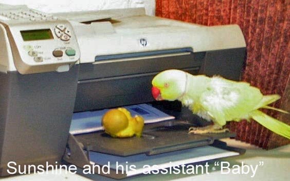 indian ring neck parakeet with squeaky toy on printer