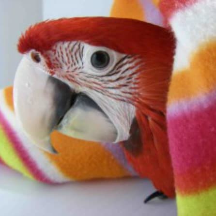 Easily Serve Meds and Reduce Pet Bird Injuries With Toweling