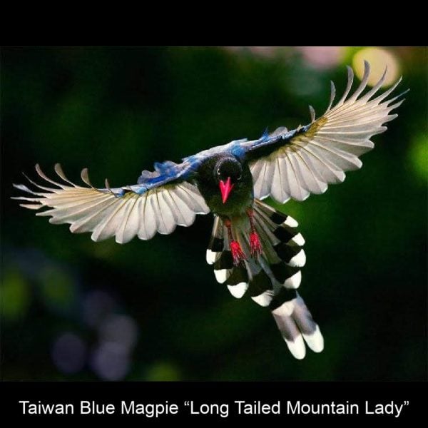 Taiwan Blue Magpie "Long Tailed Mountain Lady"