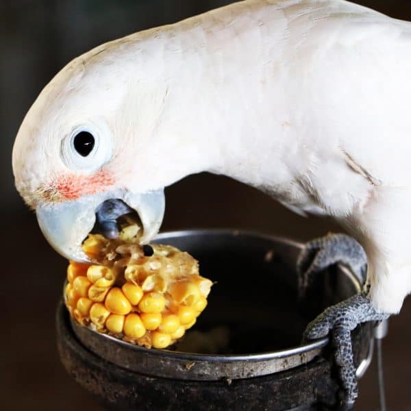 Which Pellet Bird Food Blends Have the Least Amount of Corn?