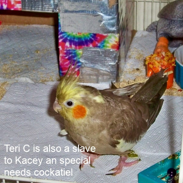 Special need cockatiel standing on cage floor looking for trouble