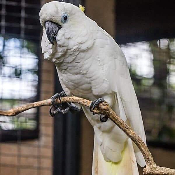 Help With An African Grey And A Triton Cockatoo.