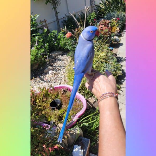 Violet Indian ringneck prakkeet on extended arm of a woman