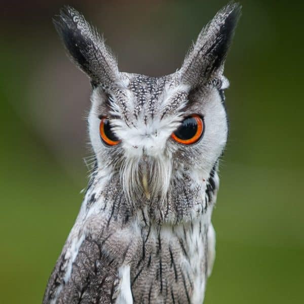 White Faced Scop’s Owl – Transformer Bird