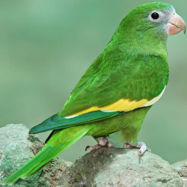 Please Add Canary-winged and Lineolate Parakeets to Your List