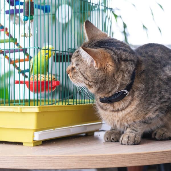 a domestic cat is sitting near a cage with a parrot watching a bird hunting keeping pets in friendship and enmity stress and pet interaction