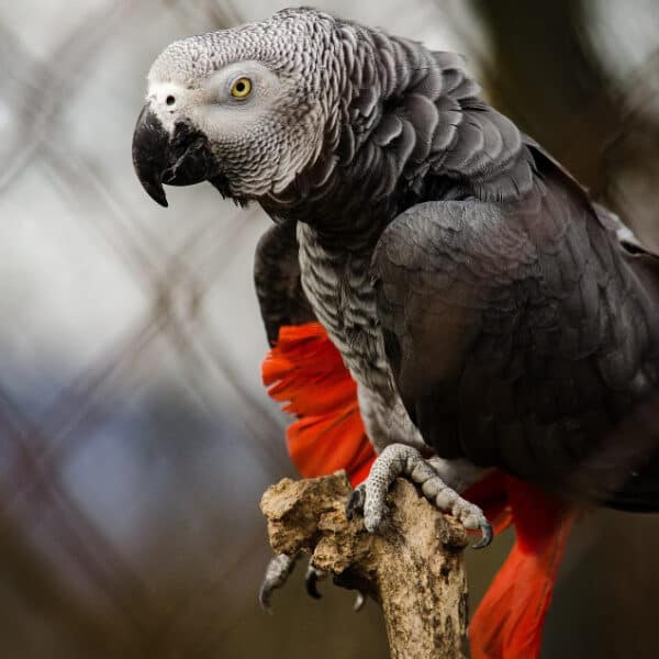 How Can I Train My Aggressive African Grey to Sit on My Hand?