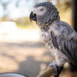 African grey parrot with plucked feathers