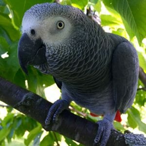 African grey parrot outside on branch against bright sun protected by foliage