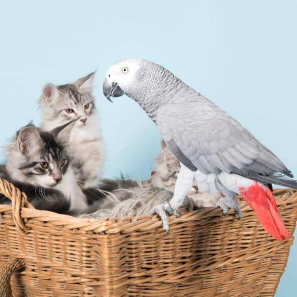 African Grey, Red Bellied Parrot & Kittens