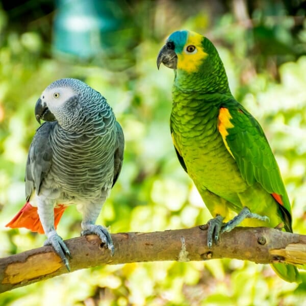 Can I Bring an African Grey Into Our Home With Our 5yo Amazon?