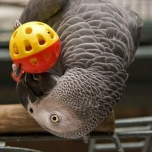 Why Won’t This African Grey Play With His Toys?