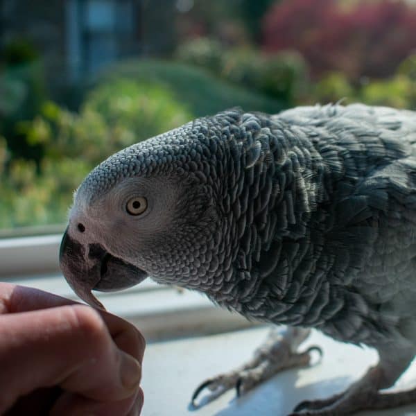 African grey parrot resting beak on human hand