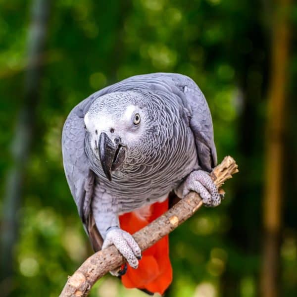 Seeking African Grey Re-Homing Assistance.