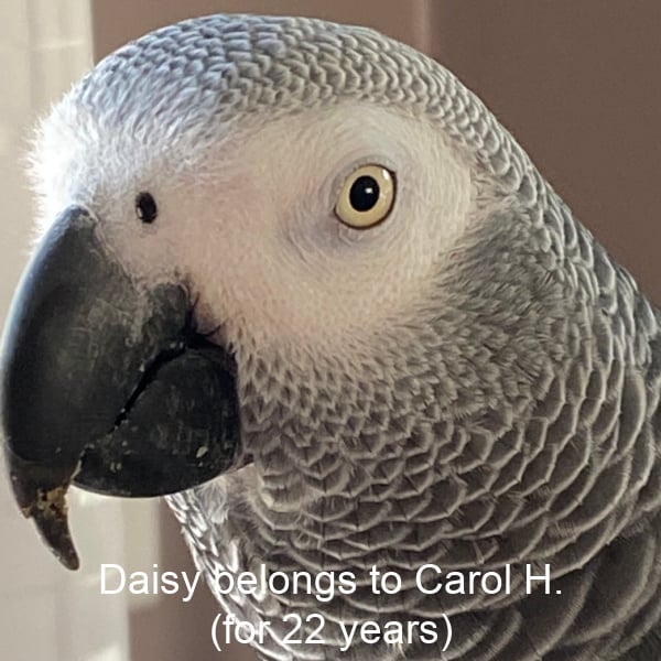 Close up African grey parrot