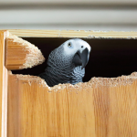 African grey parrot chewing through armoire door