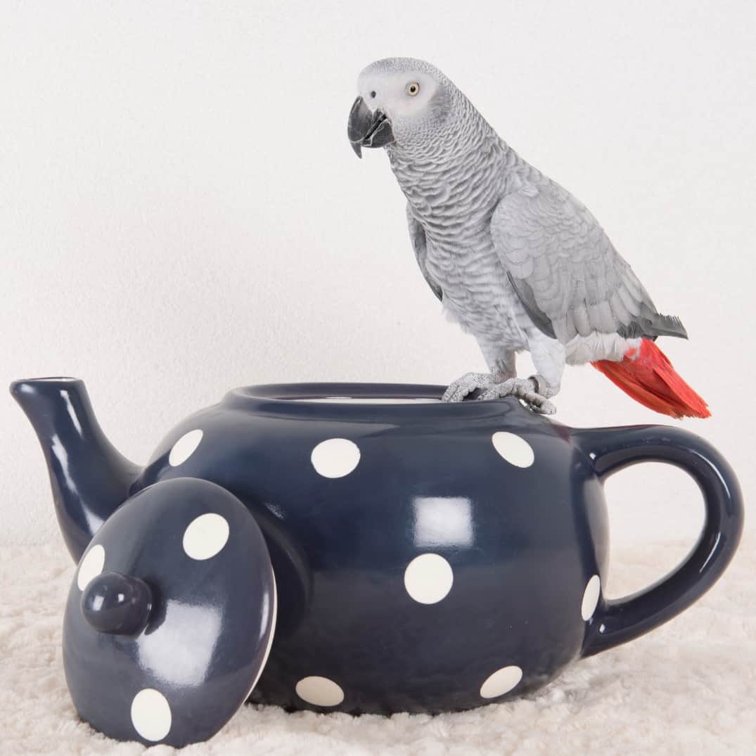 Why Are Bird Species Different Colors?  – Here Are 4 Examples