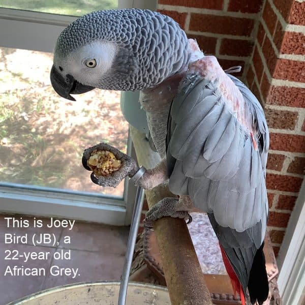 African grey on perch eating treat stick from right zygodactyl foot