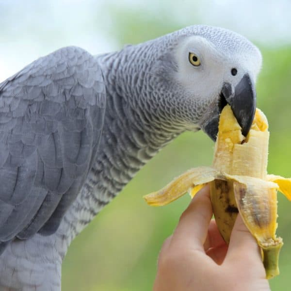 African grey eating banana held in human's left hand From the Tiniest Budgie to the Grandest Macaw We Got You Covered