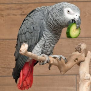 Why Is My African Grey Sheba Showing Signs of Making a Nest?