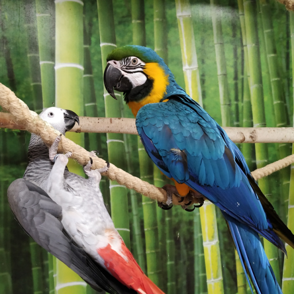 How Can You Compare the Personalities of an African Grey and a Macaw?