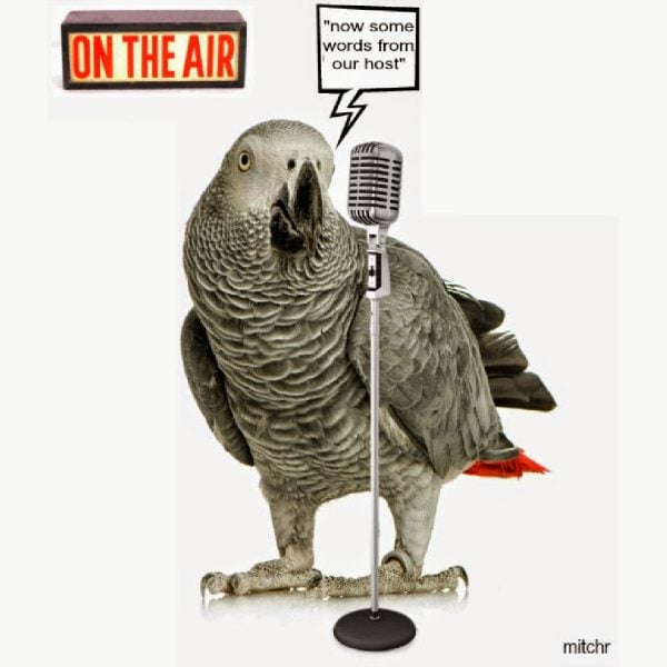 Understanding the Best Way to Use Prevue Pets Mimic Me Voice Trainer