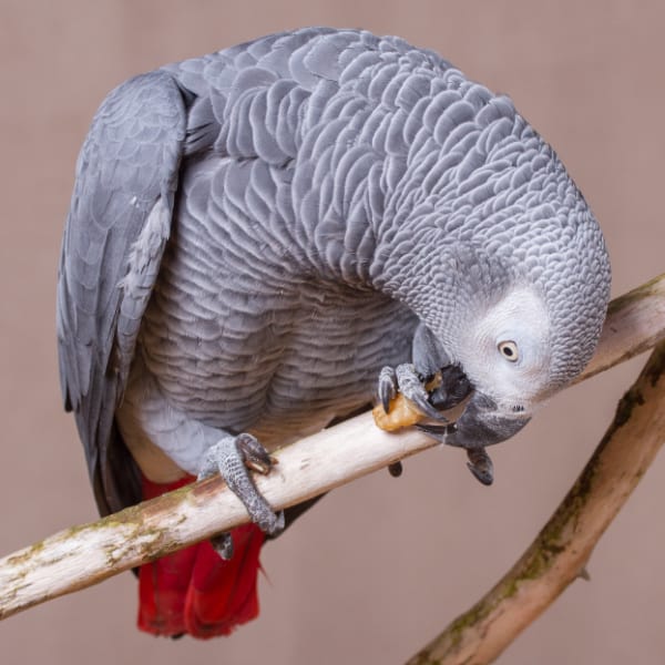 Can I Give Raw Almonds to My African Grey Parrot? Is It Safe, or a Risk to His Health?