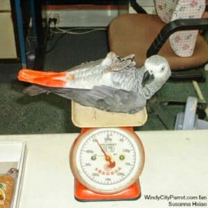 Why Should I Weigh My Bird Regularly?