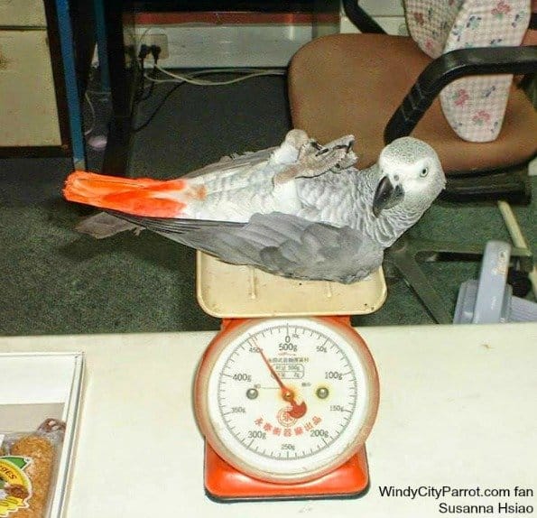 Average Weights of Common Pet Birds