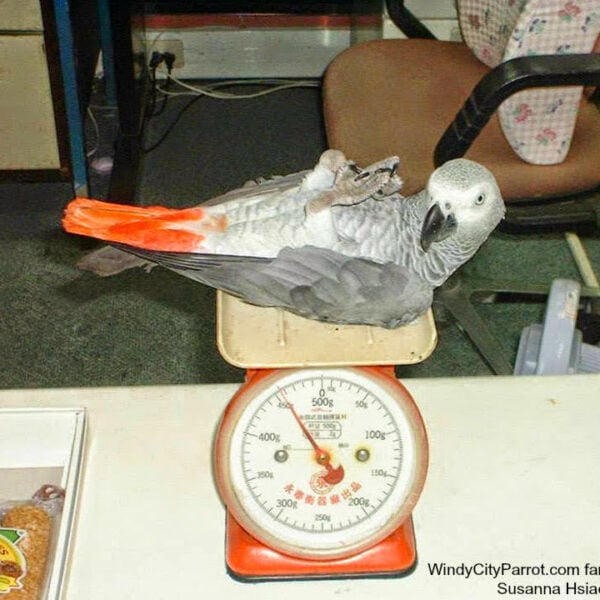How Much Should My Birds Weigh?