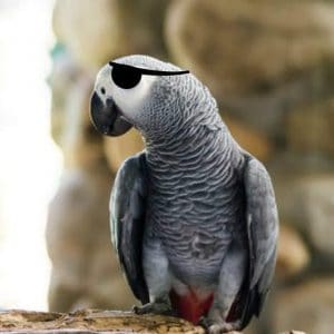 The Challenge of Caring for a One-eyed African Grey