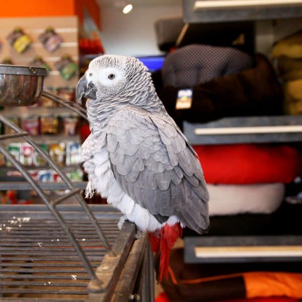 African grey parrot on top edge of bird cage