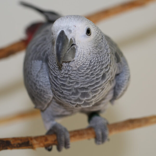 Is There A Hormone To Calm My Over Sexed African Grey Parrot?