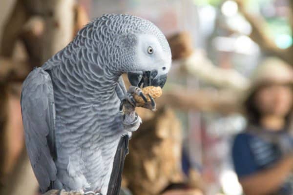 african grey parrot-eating nut with zygodactyl foot