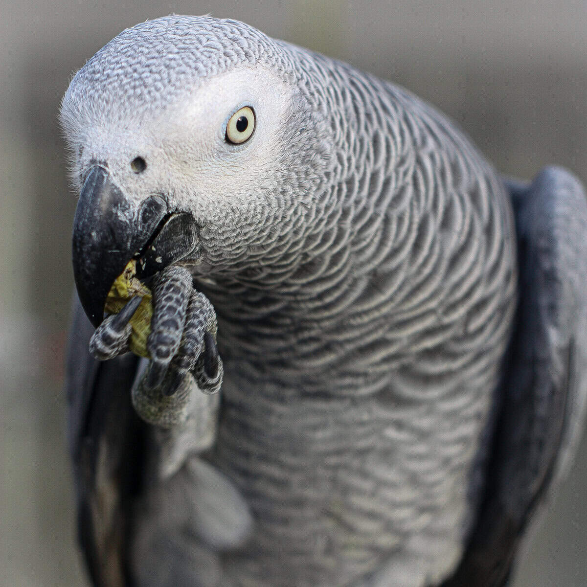 Help Me Find Healthy Food for My African Grey Parrot