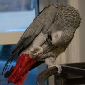 A Congo Greys Companion’s Feather Plucking Questions Answered