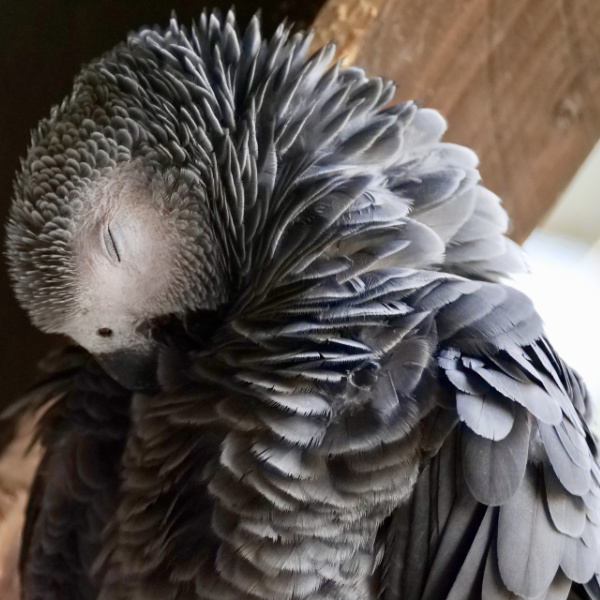 How Do I Deal With My African Grey’s Dander
