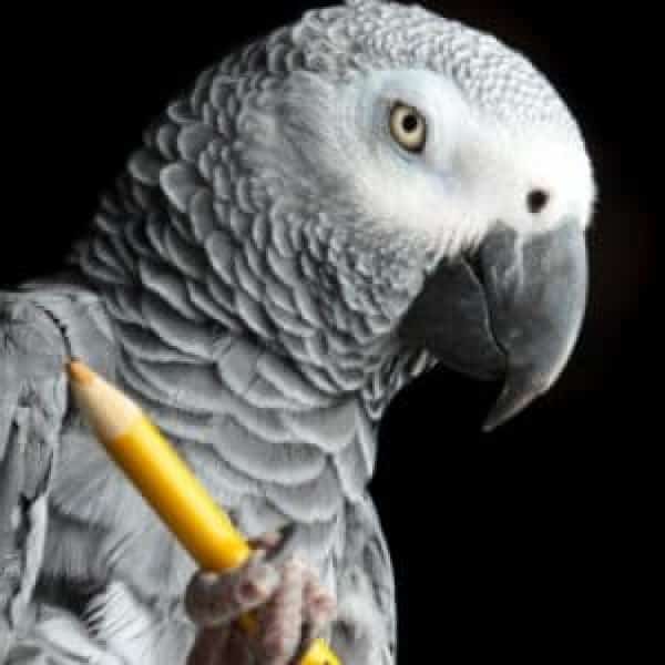 Why How Intelligent Are Birds and Parrots Will Make You Question Everything
