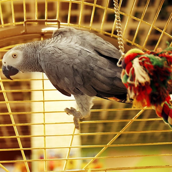 Can I Always Keep an African Gray Parrot in a Cage That is Placed in the Living Room?