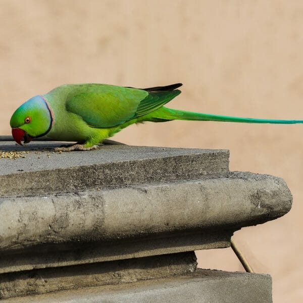 What are You Feeding Your Pet Bird?