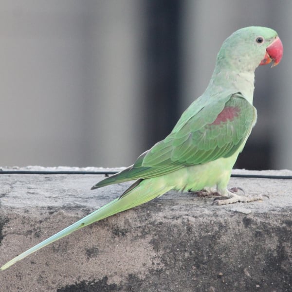 What Else Do I Need To Know Before Buying An Indian Ringneck