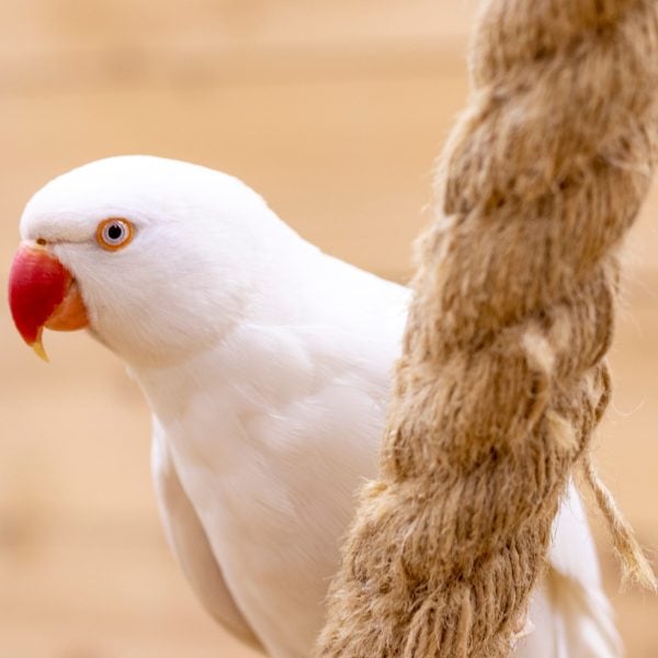 Albino alexanrian parakeet