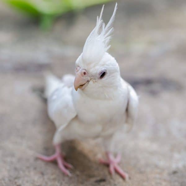 Albino cockatiel standing on ground