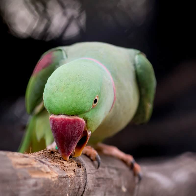 Category: Large Keet Food - Windy City Parrot