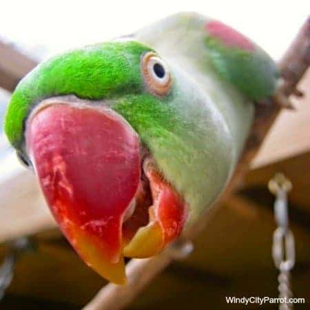 close up alexeandrine's parrrots beak