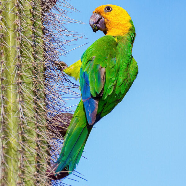 Seeking Prosthetic Wing for My Amazon Parrot