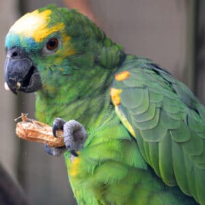 What Toxins Found in Peanuts Are Bad for My Bird?